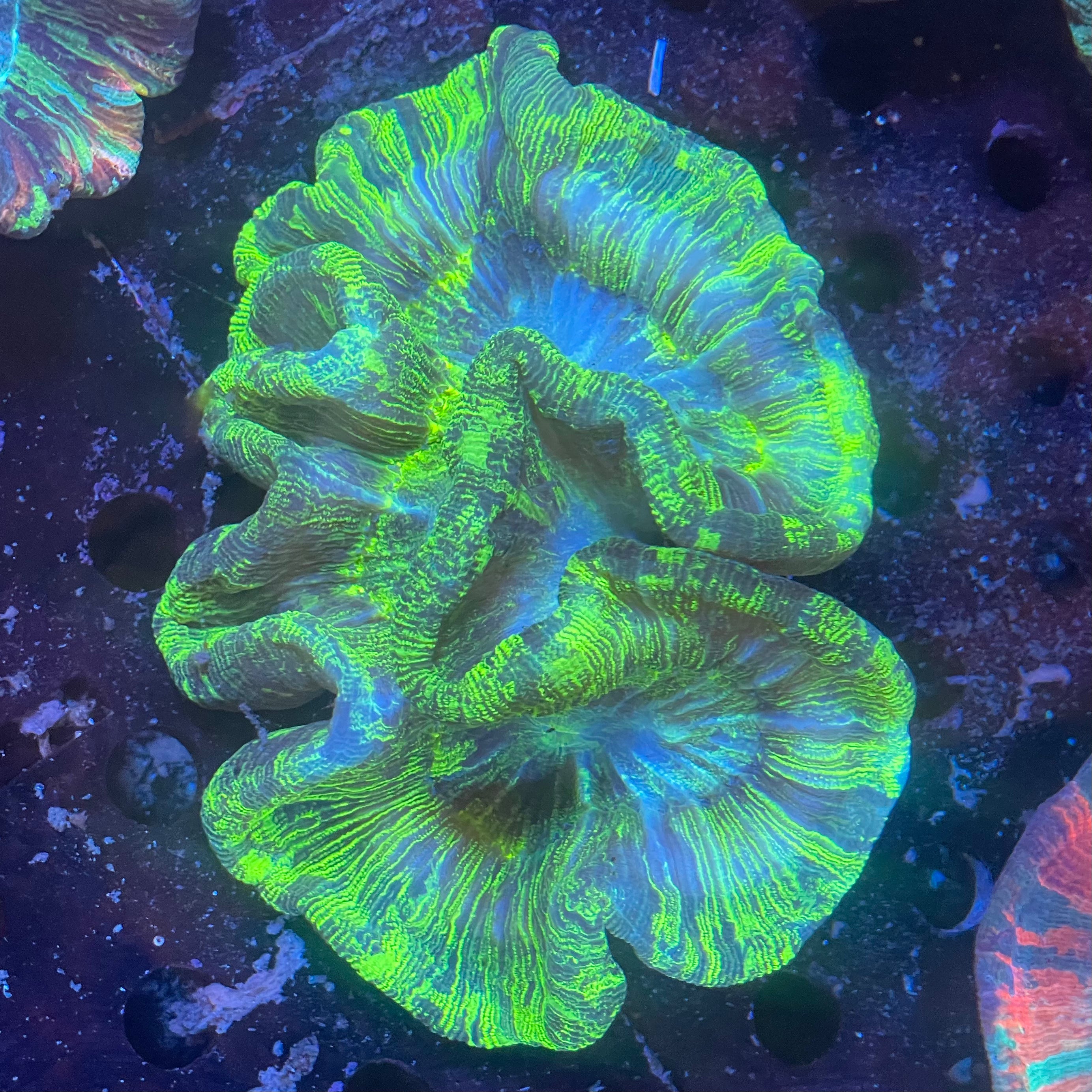 ALL CORALS Richmond Aquarium