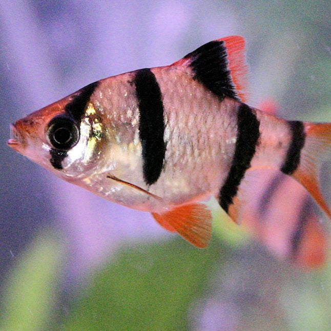 Barb Richmond Aquarium