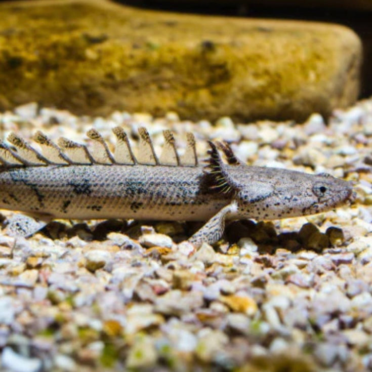 Eel Richmond Aquarium