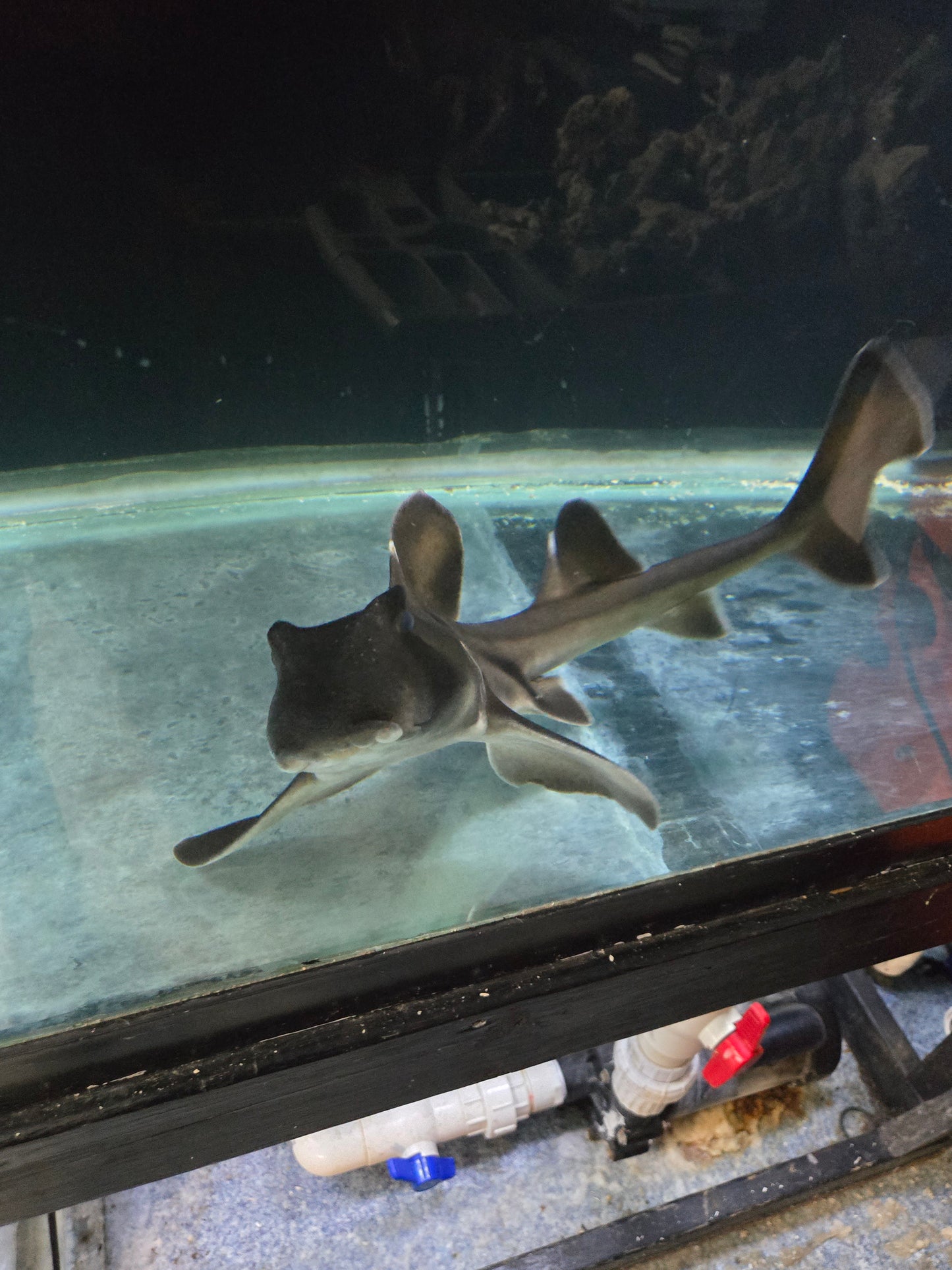 Port Jackson Shark XLG