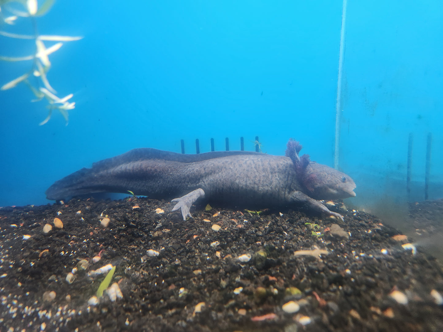 Axolotl Wild Type 7-9"