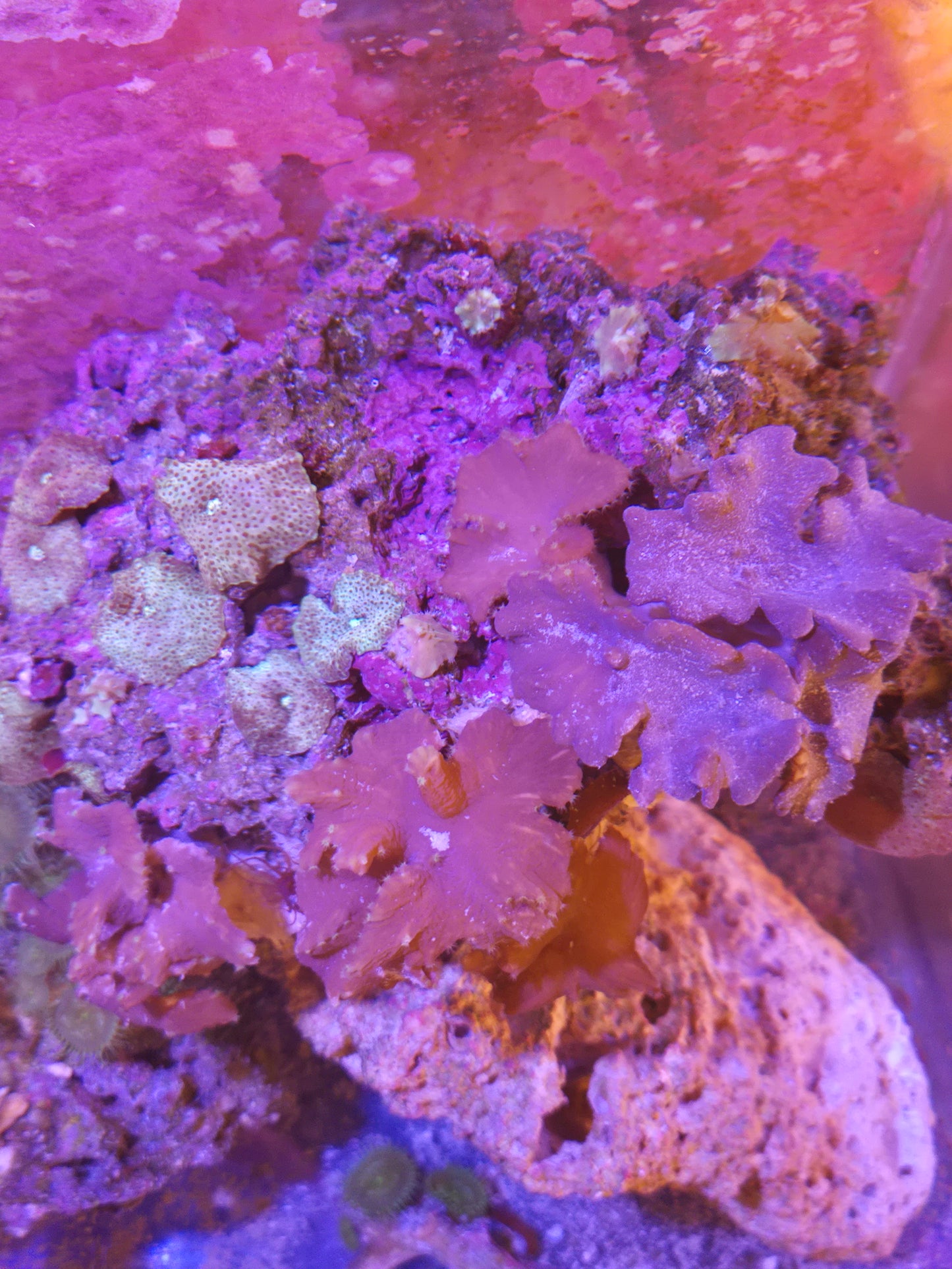 Cabbage Coral/Mushroom Rock