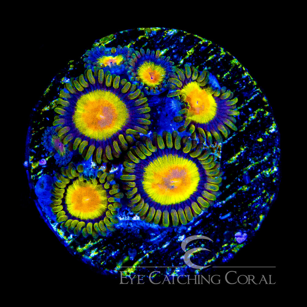 ECC Tutti Fritti Zoa Frag