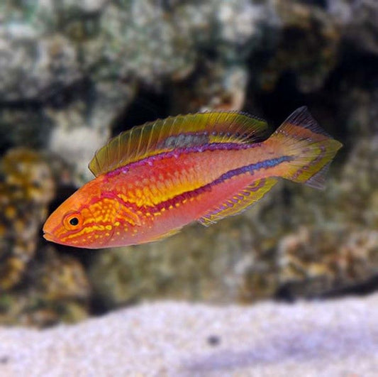 Pintail Fairy Wrasse Male