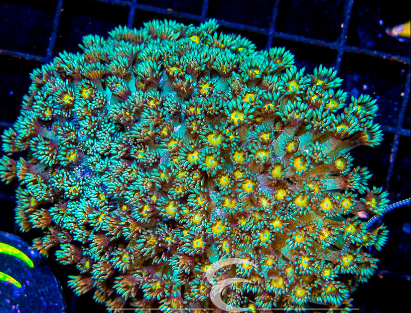 Indo Gonipora W/ Colored Center