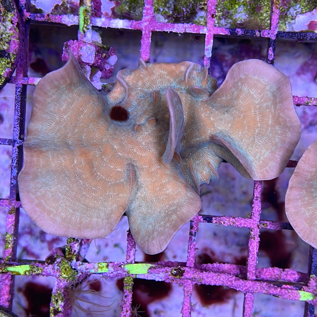 Pavona Coral Frag