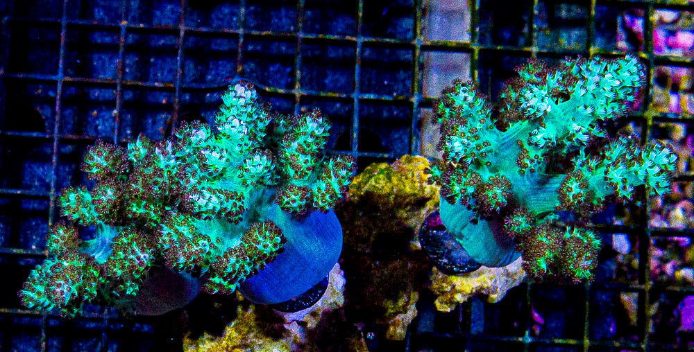 Aquacultured Kenya Tree Colony XLG