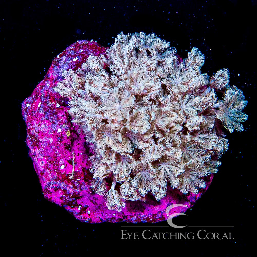 ECC Pulsing Xenia Mini Colony