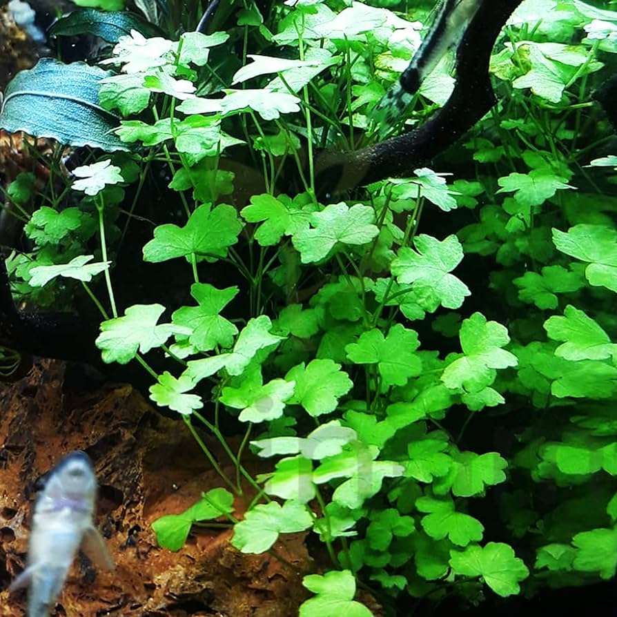 Hydrocotyle Japan Potted Plant