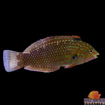 Ornate Wrasse Lg