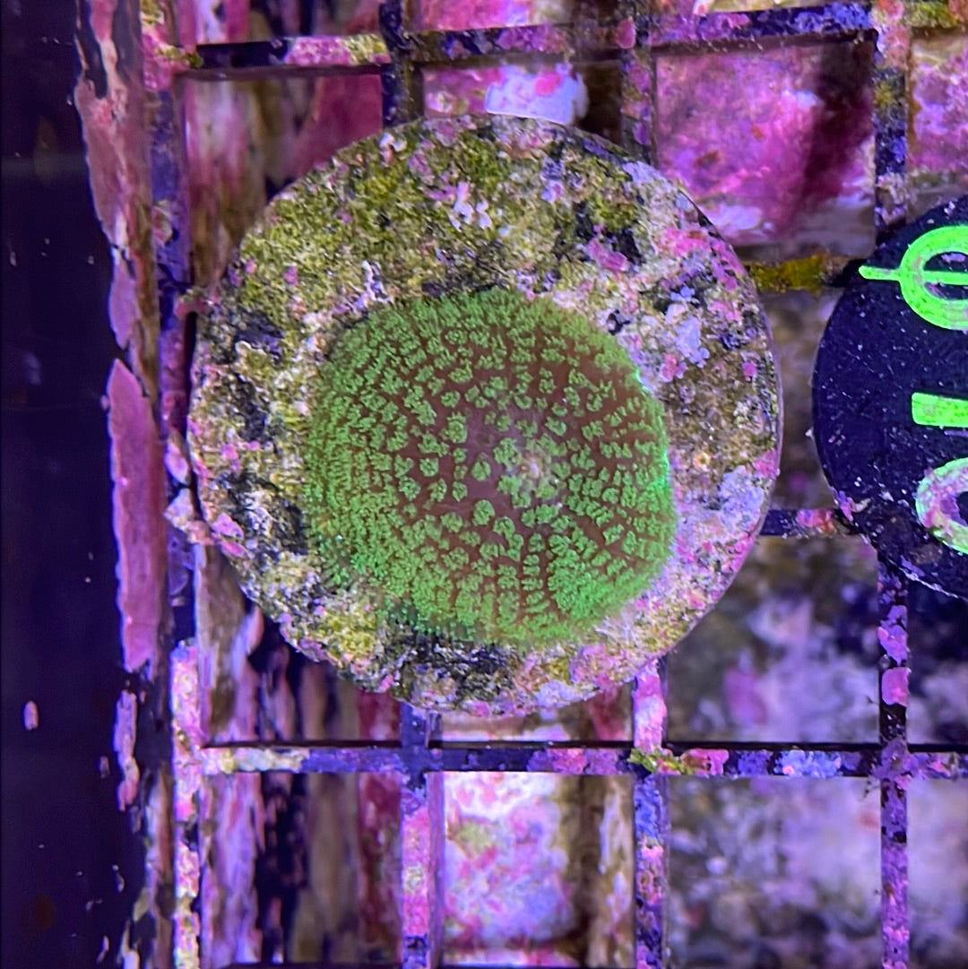 Mushroom Frag