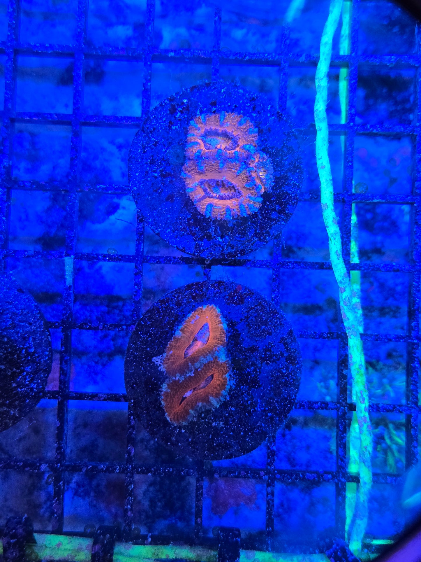 A Grade Acan Lord Frag