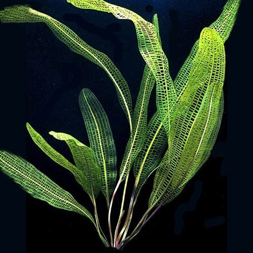 Aponogeton Madagascar Lace Plant