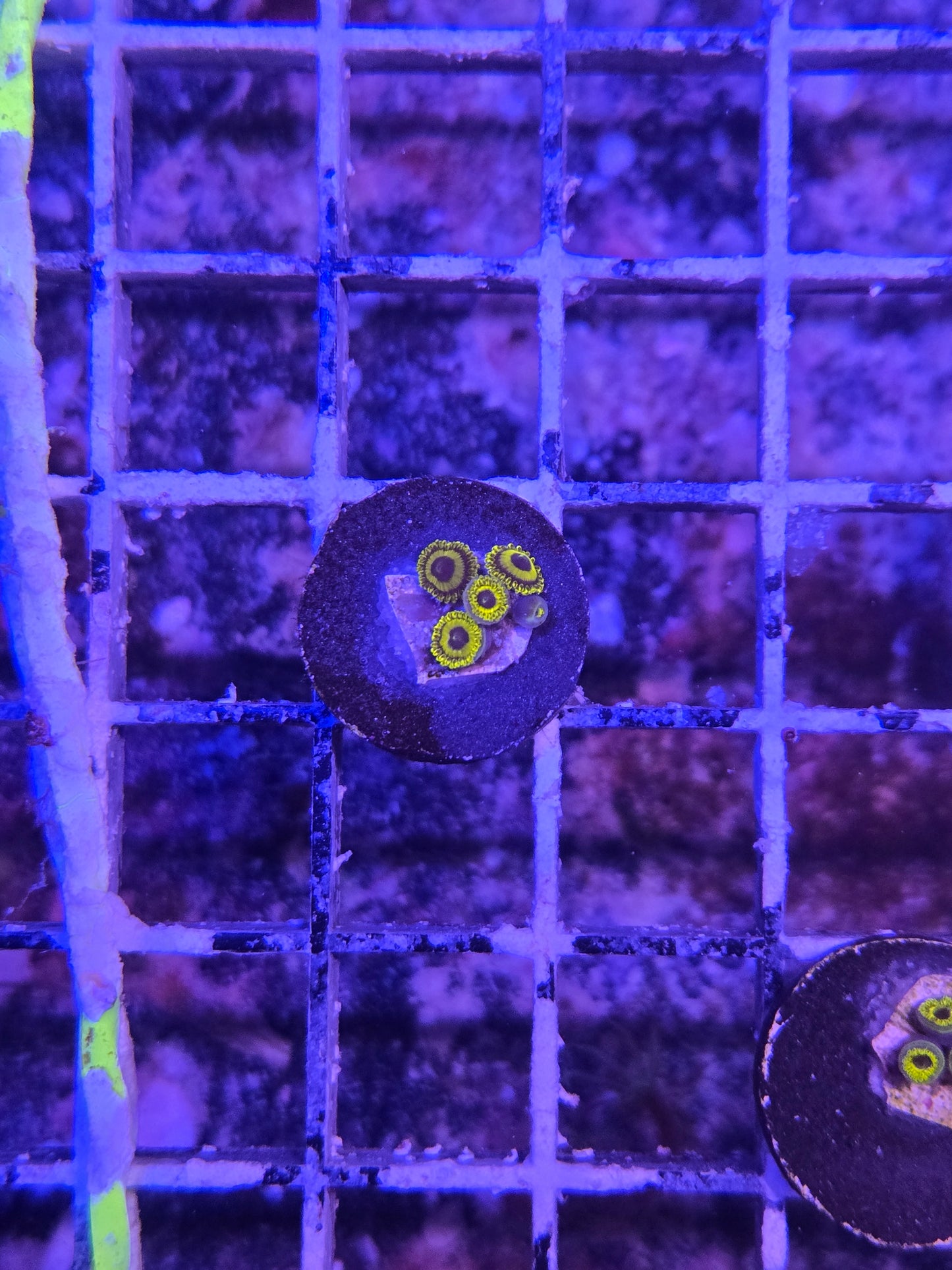 ECC Lakers Zoa Frag