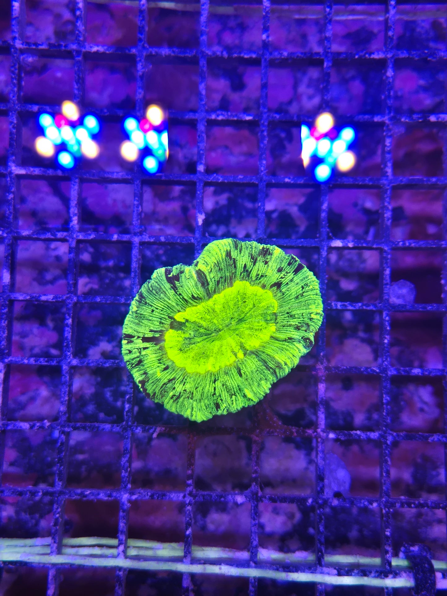 Aussie Neon Green Trachy