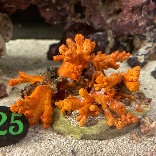 Carnation Soft Coral