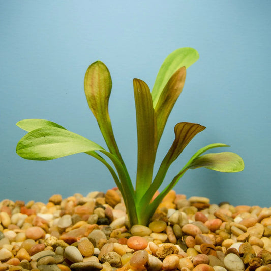 Plant Sagittaria Chilensis