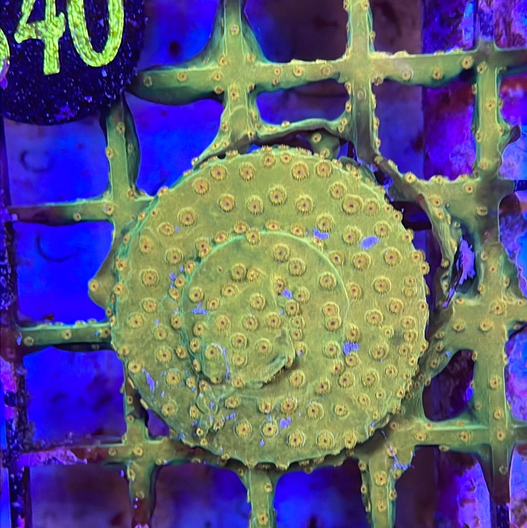 Cyphastrea Coral Frag