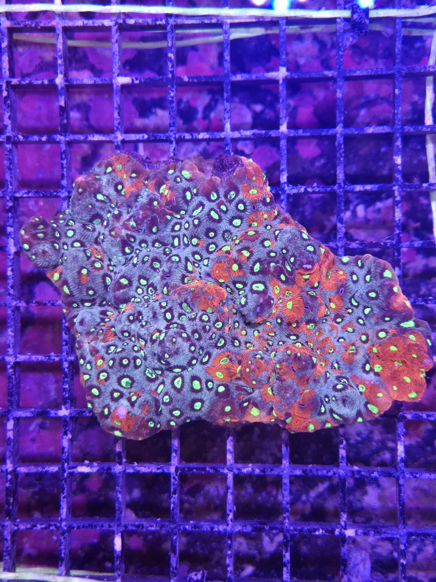 Favites War Coral Med