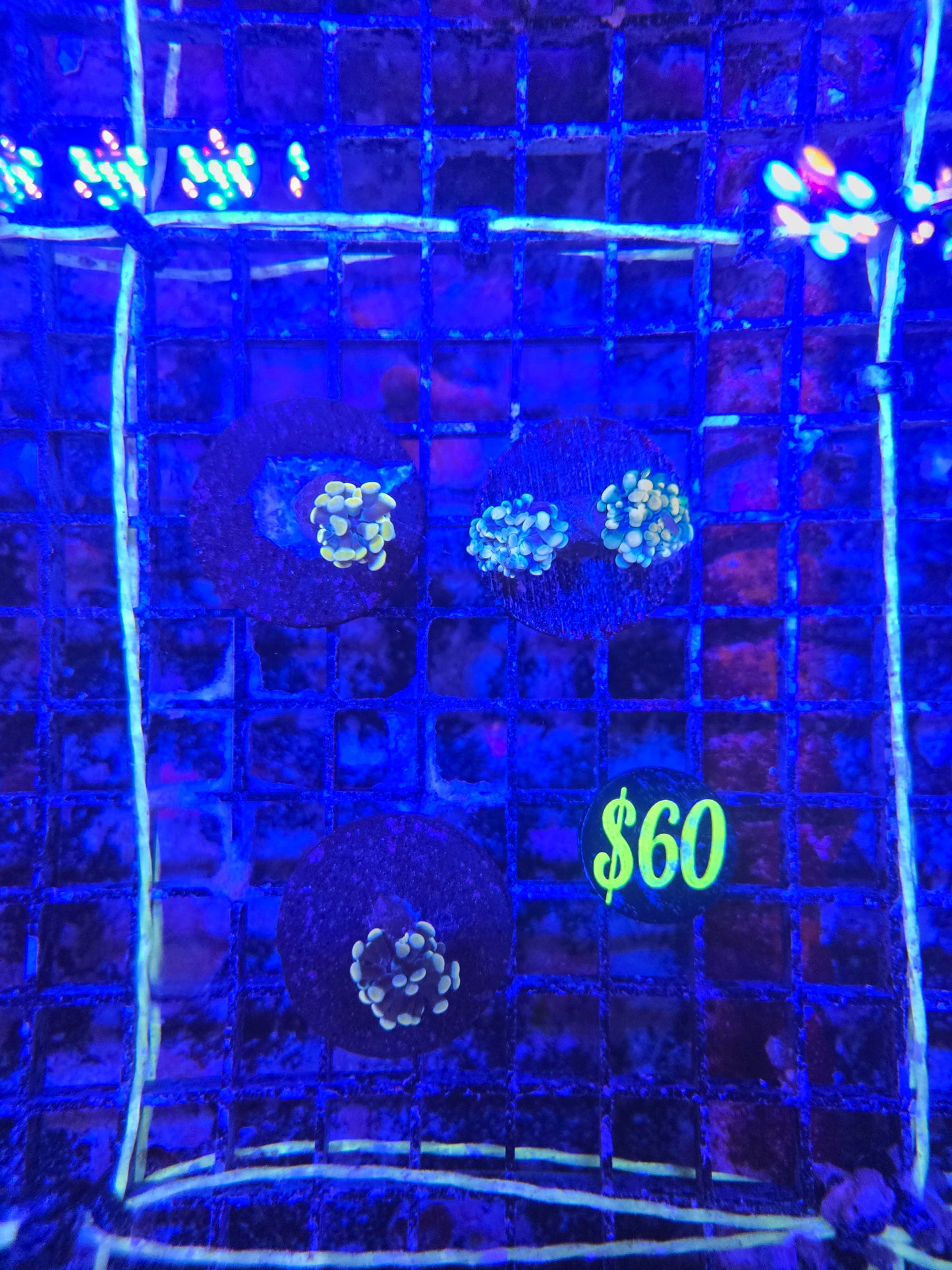 Indo Yellow Multicolor Branching Frag