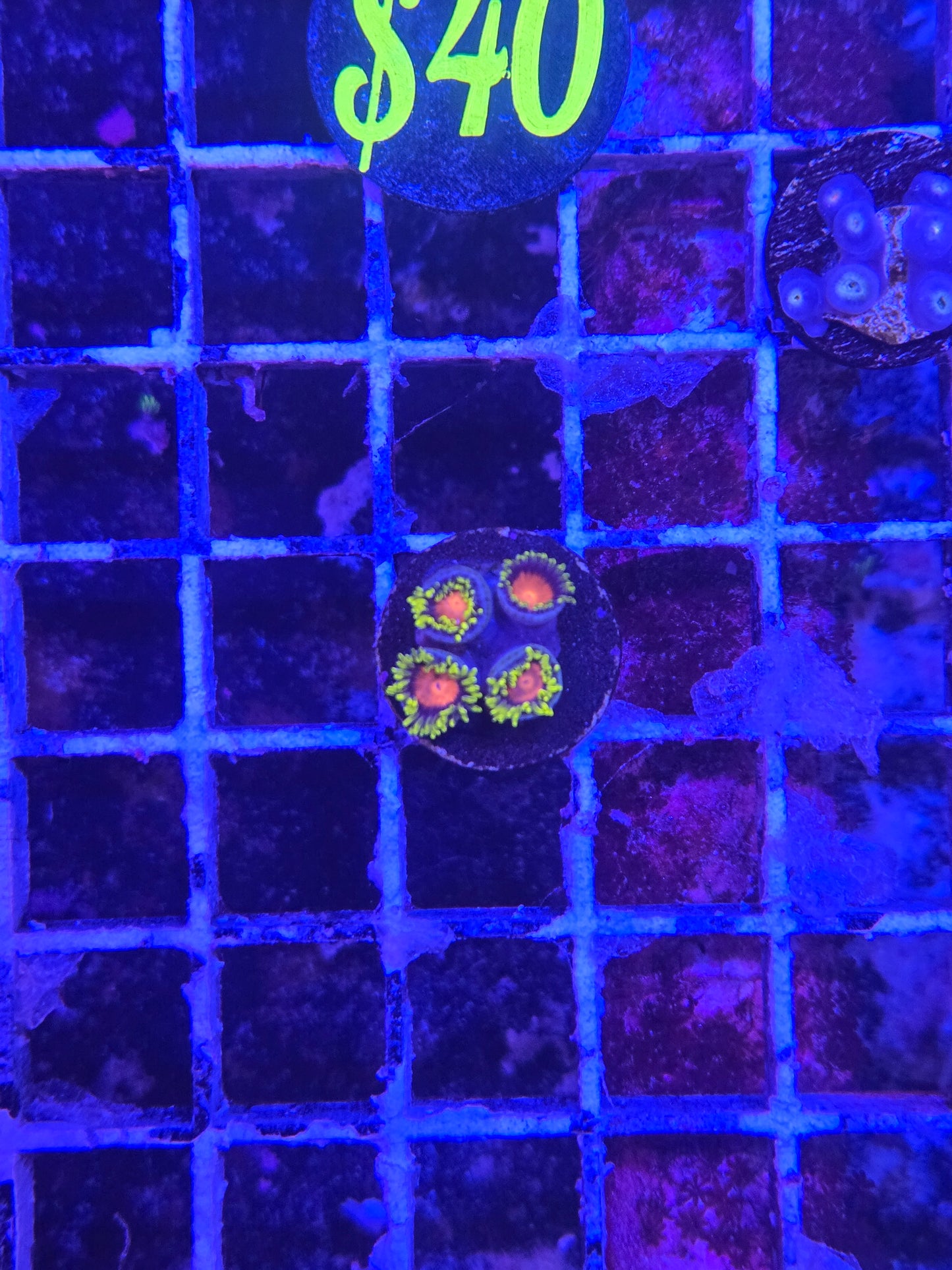 ECC Yellow Brick Road Zoa Frag