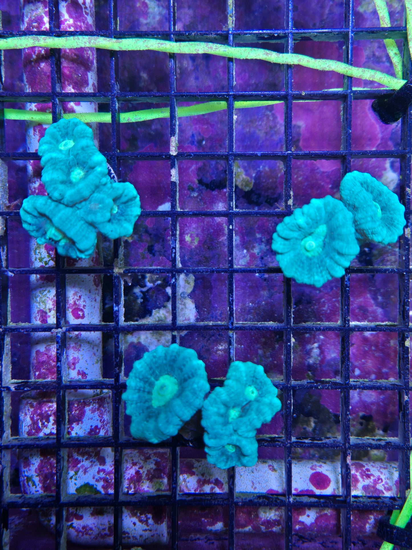 Candy Cane Frag