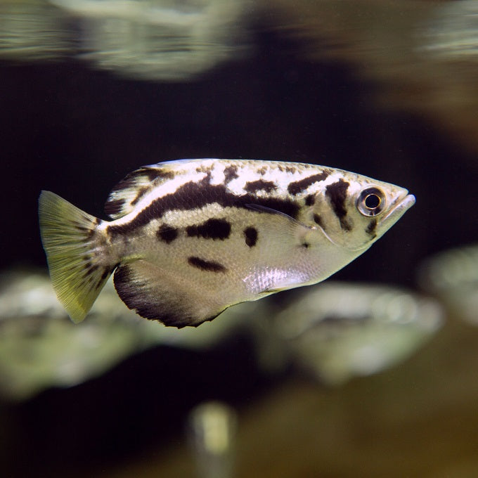 Burmese Clouded Archerfish 3.5-4"