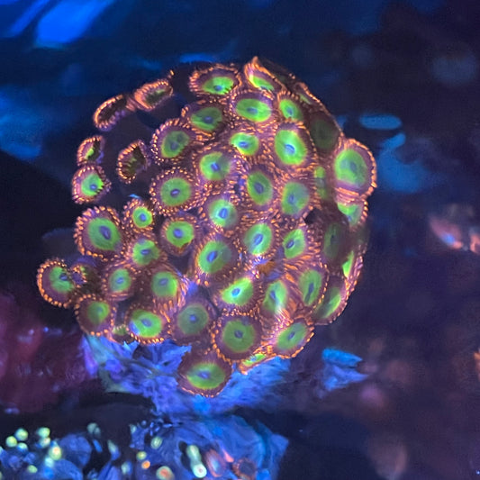 Candy Apple Red Zoa Colony S