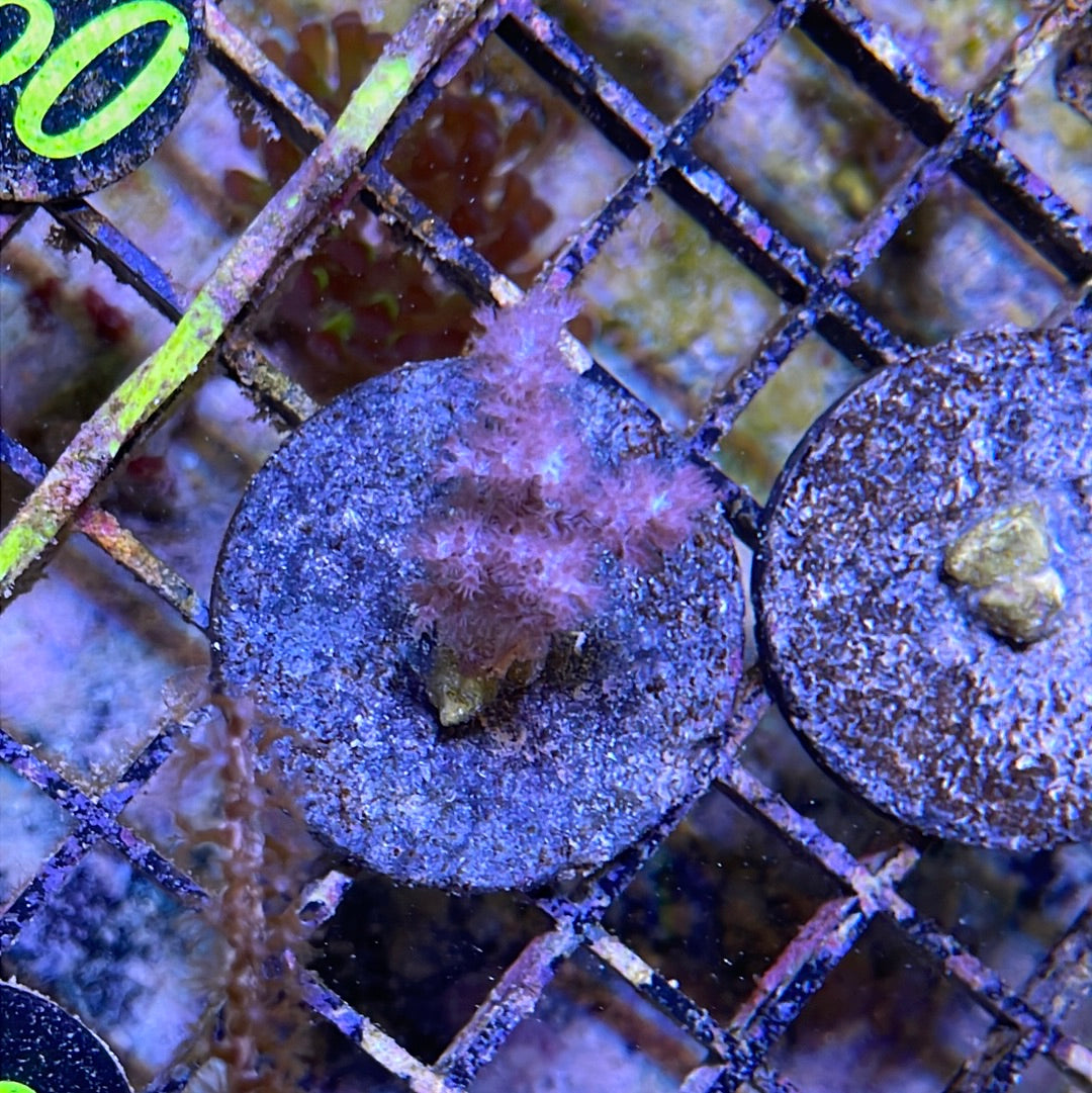 Koji Wada Pink Nephthea Frag