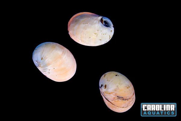 Pink Racer Nerite Snail