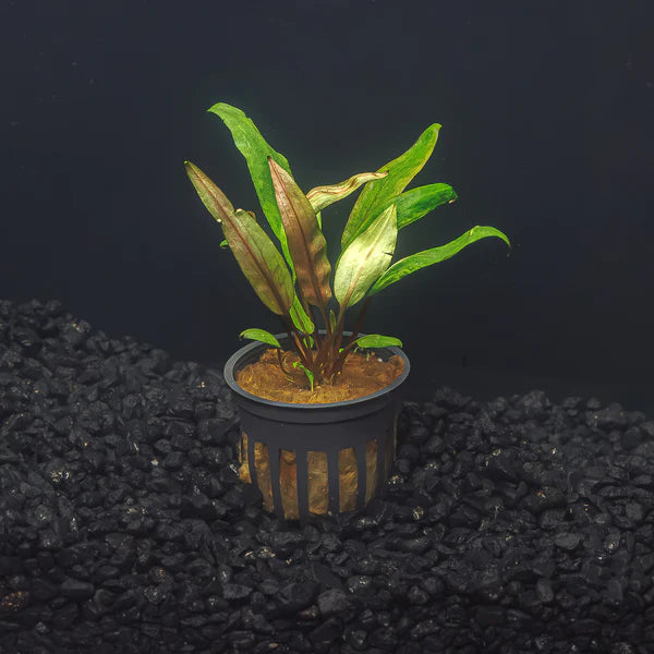Crypt Undulata Potted