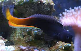 Flametail Combtooth Blenny