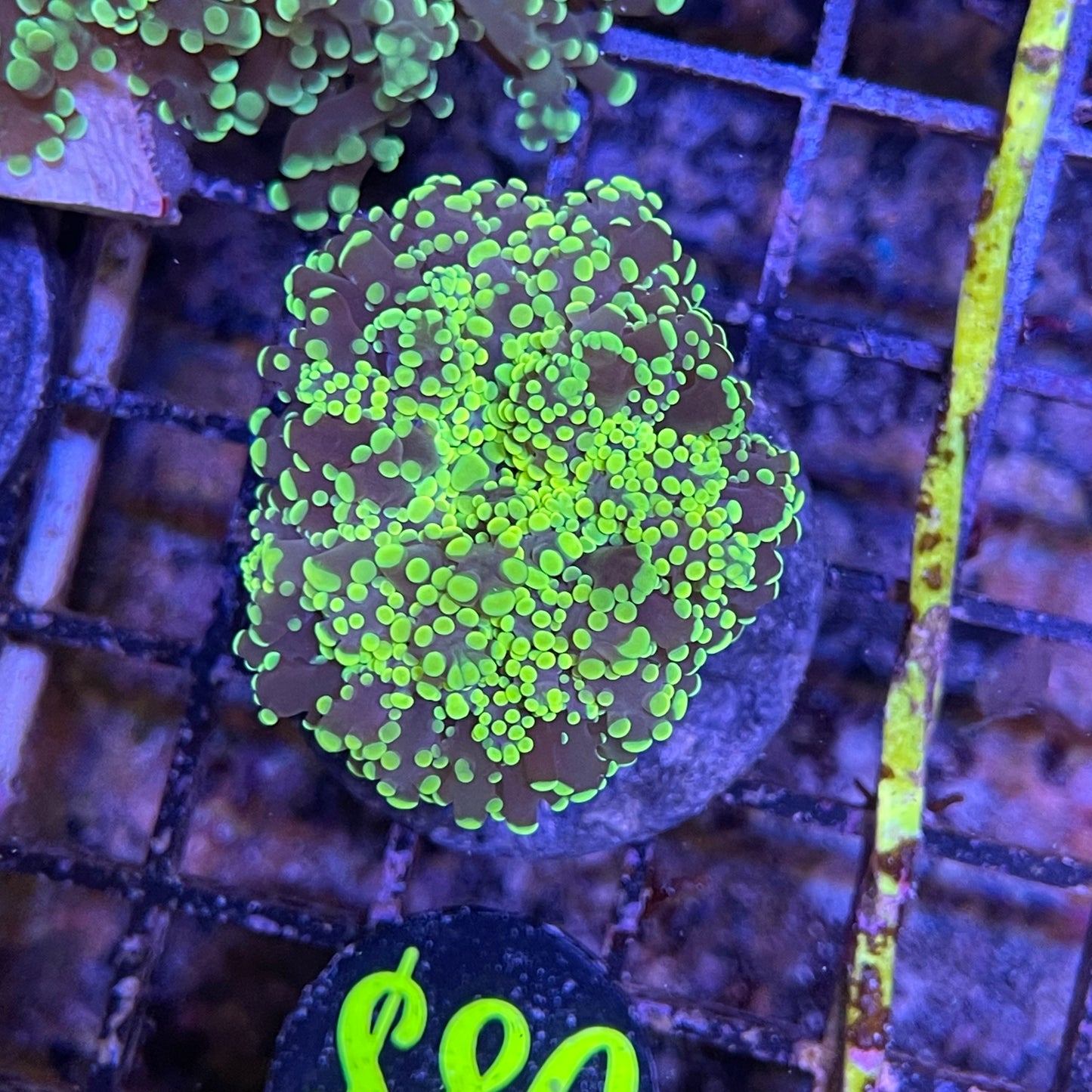 Indo Branching Frogspawn Frags