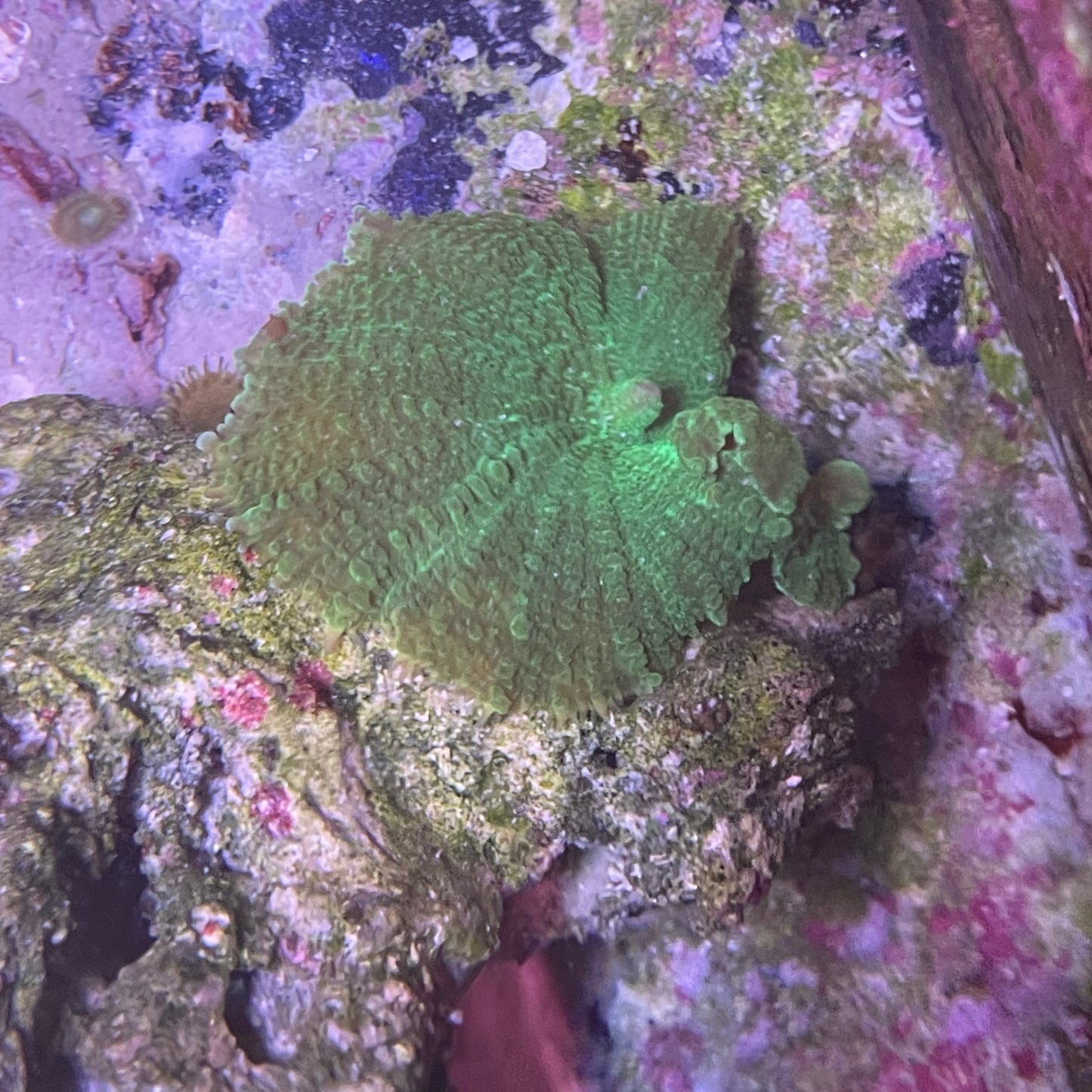 Green and Purple Mushroom - Combination Rock