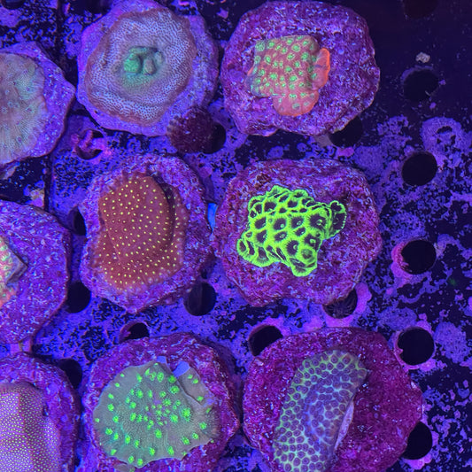 Assorted Frags