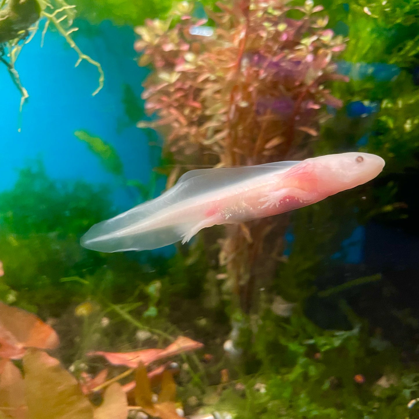 Leucistic Axolotl 4-5"