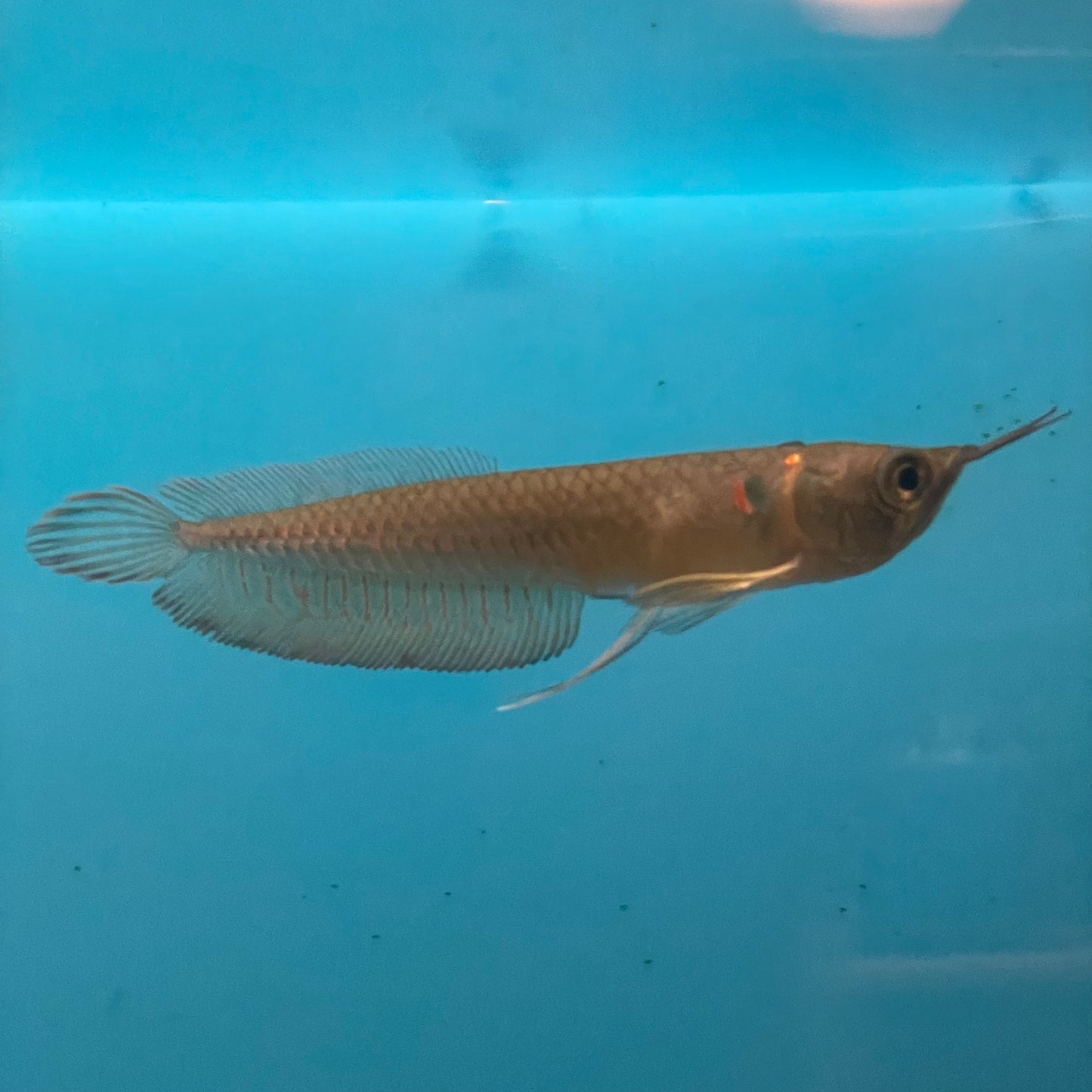 Silver Arowana Sm/Med