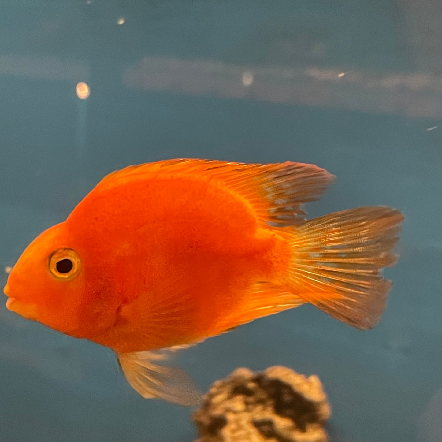 Blood Parrot Cichlid med
