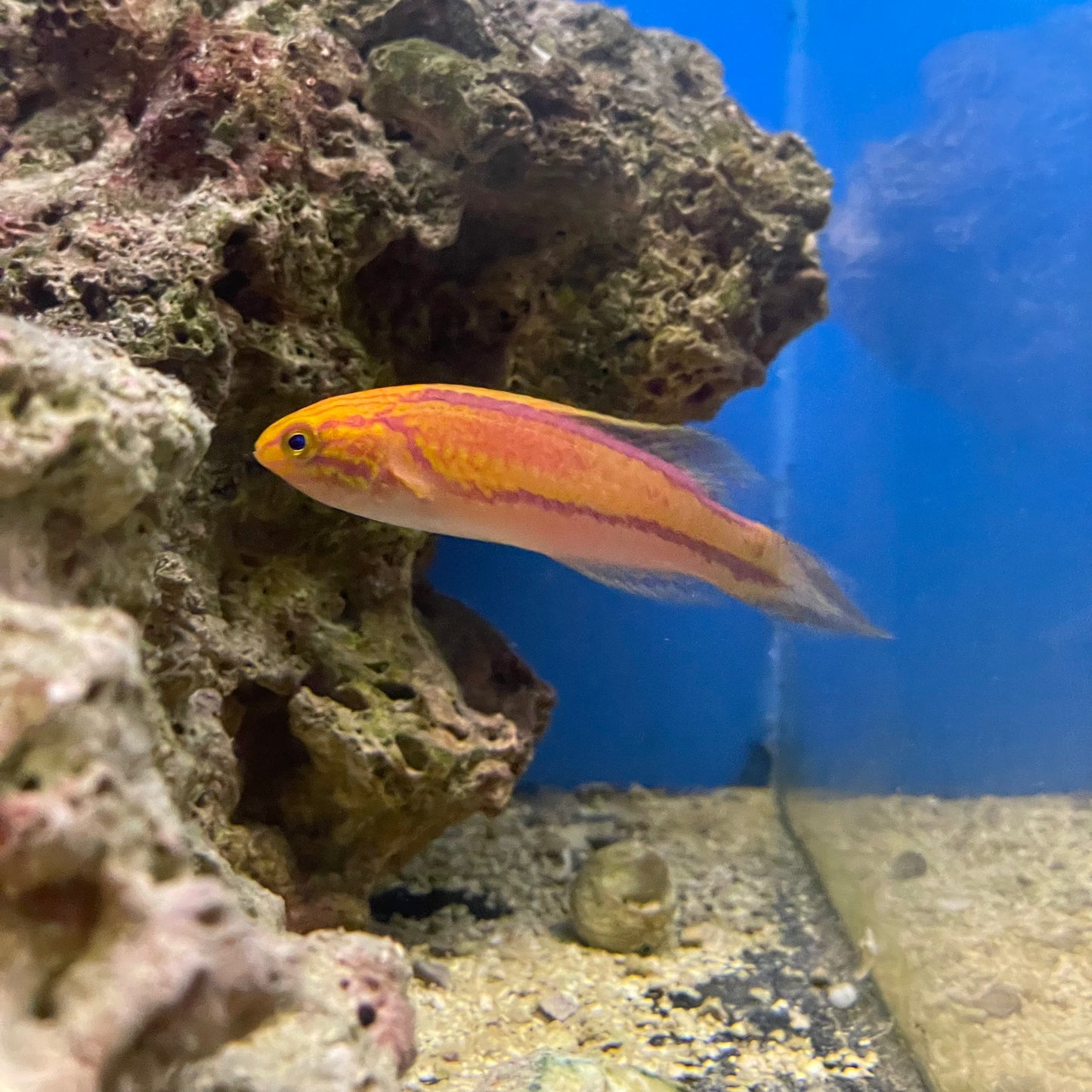 Pintail Wrasse Med