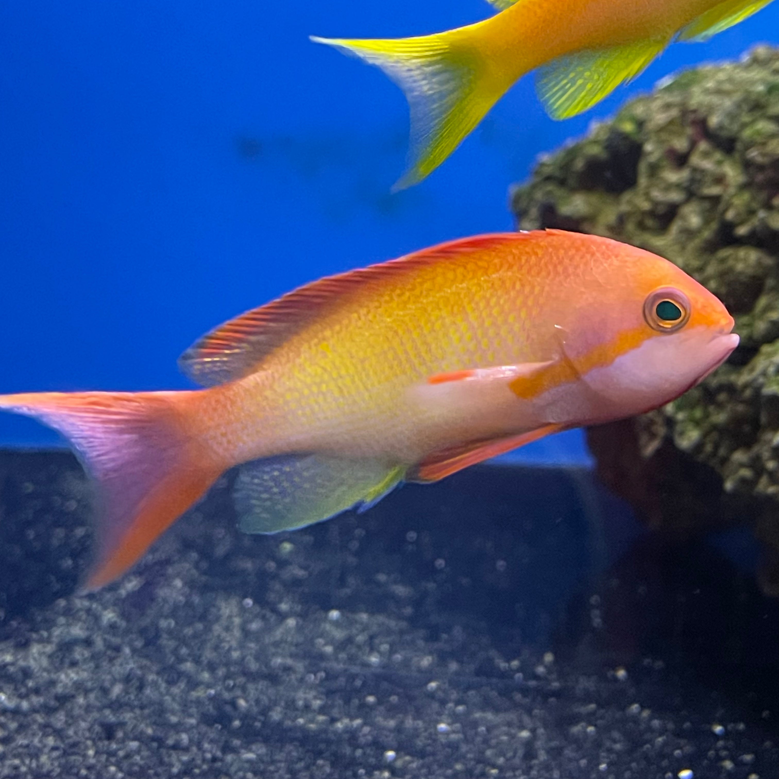 Orange Anthias Male – Richmond Aquarium