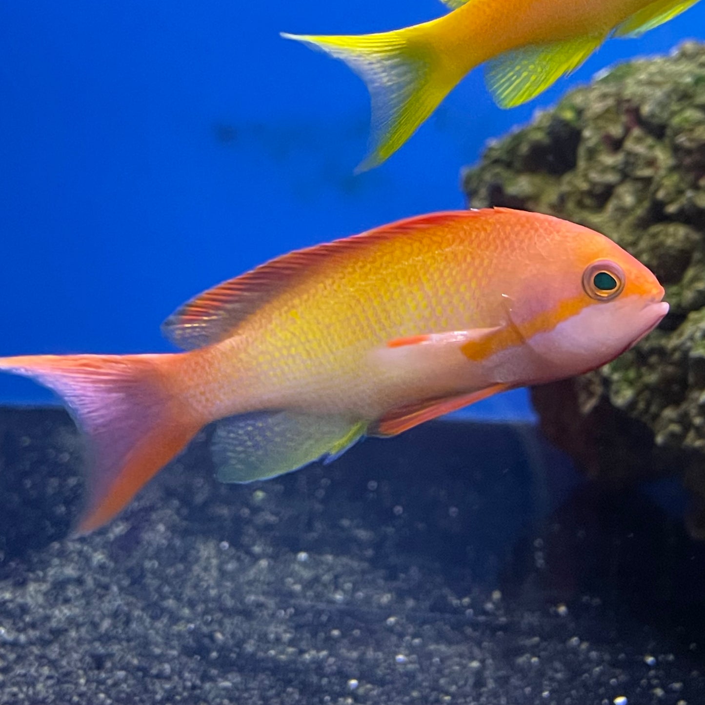 Orange Anthias Male
