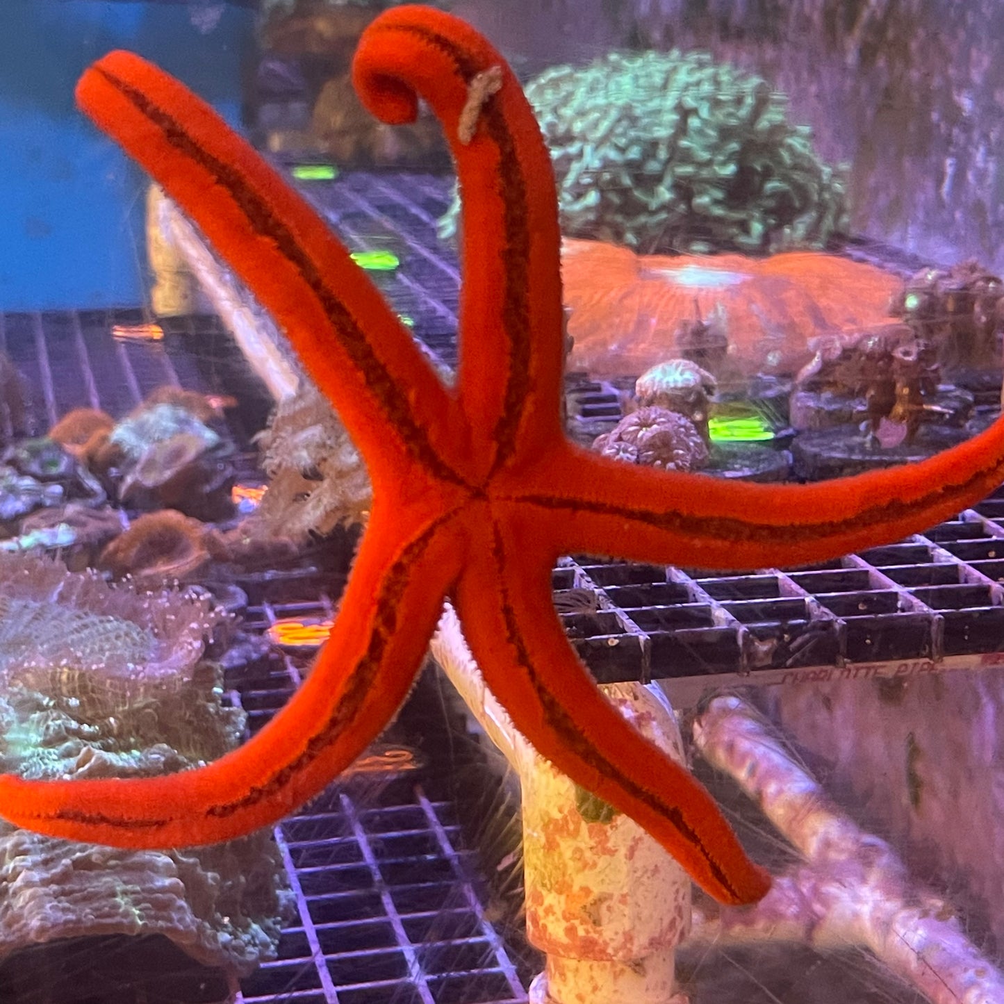 Orange Linkia Starfish
