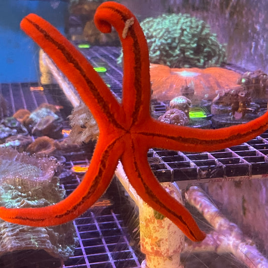 Orange Linkia Starfish Sm/Med