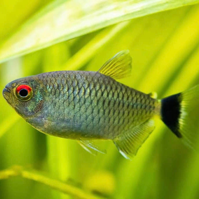 Tetra Red Eye Moenkhausia