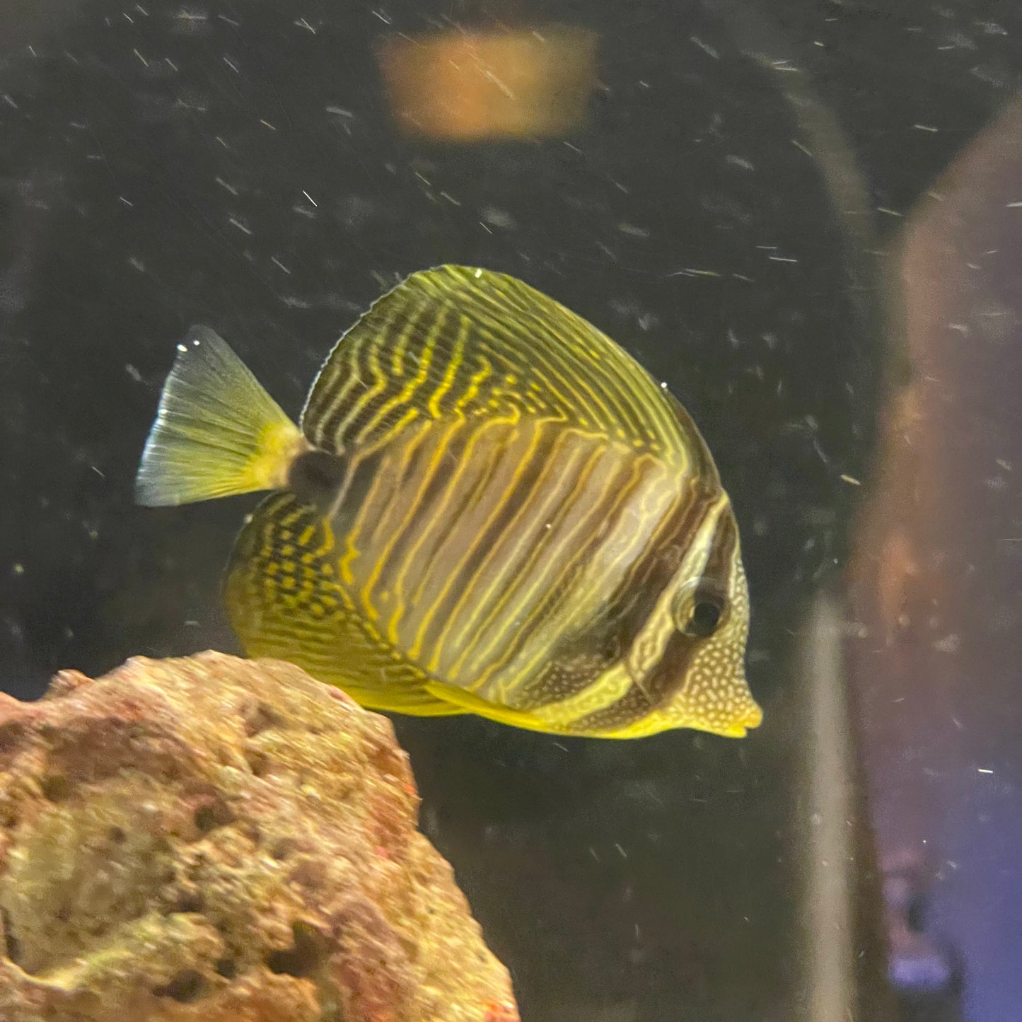 Tang Sailfin Desjardinii Med