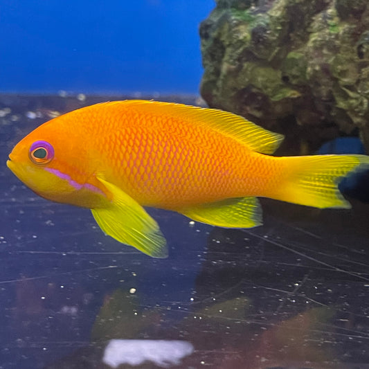 Orange Anthias Female