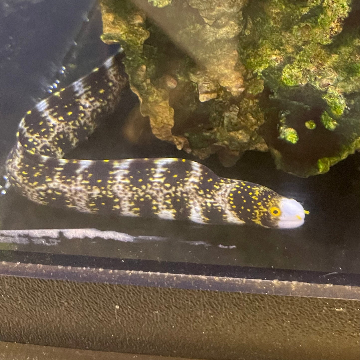 Snowflake Eel Lg