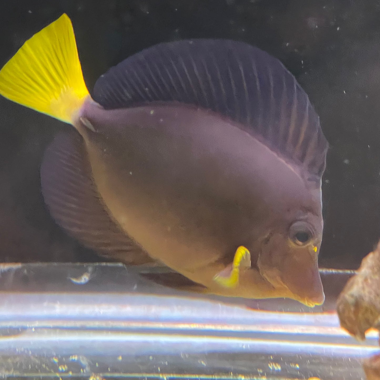 Purple Tang Large