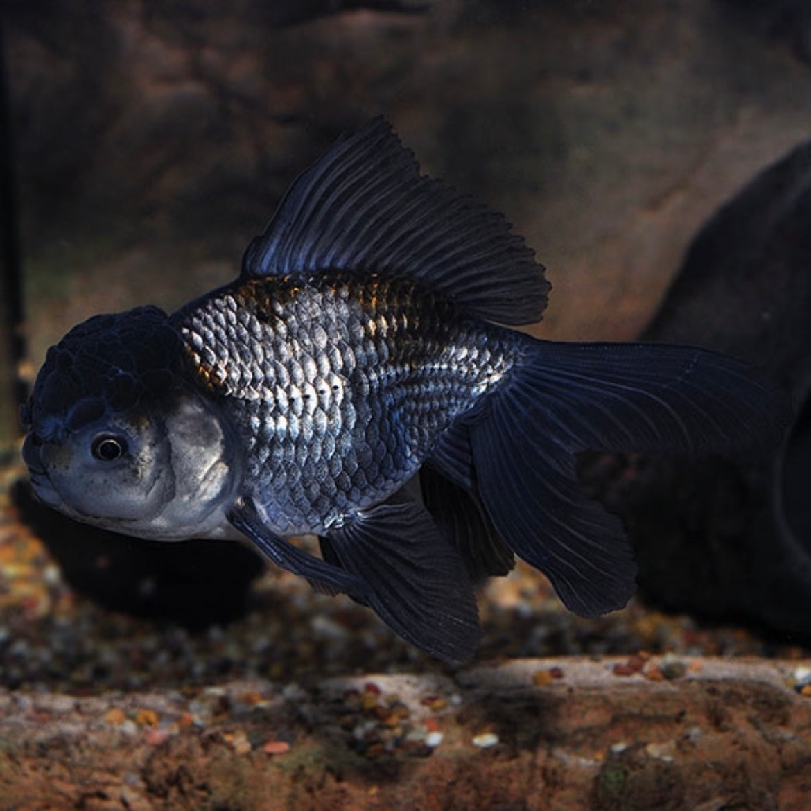 Black Oranda Goldfish Med