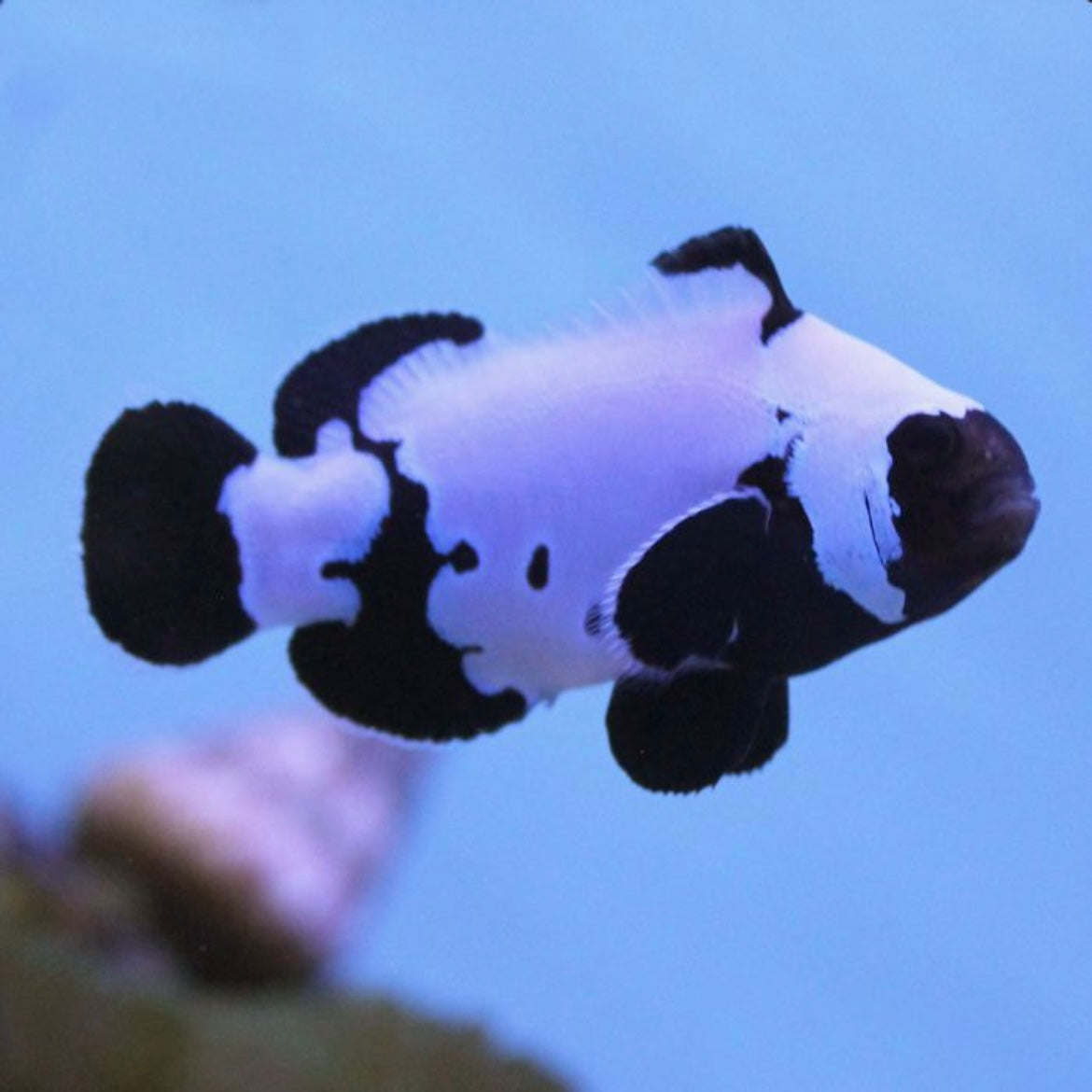 Clown Phantom Snowflake Med